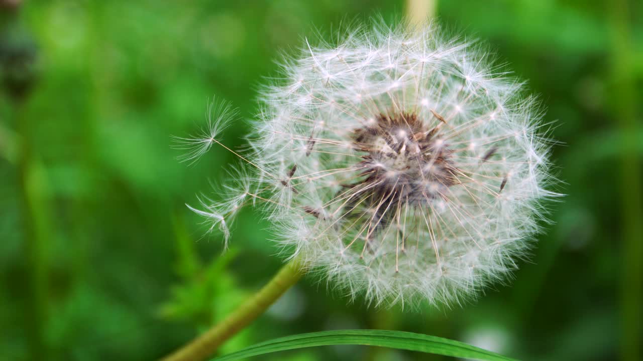 近距离拍摄蒲公英花在绿色的草的背景。手持视频视频素材