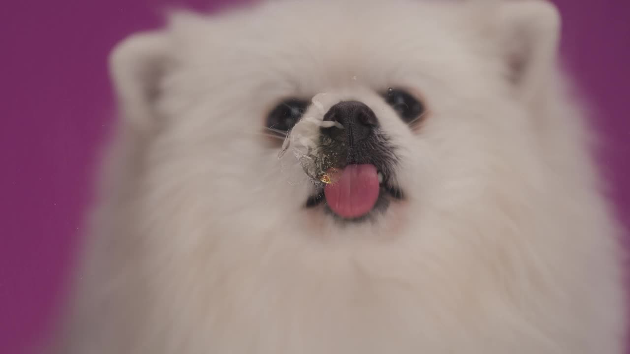 靠近一个可爱的小博美犬舔屏幕，然后他的嘴在紫色的背景视频素材