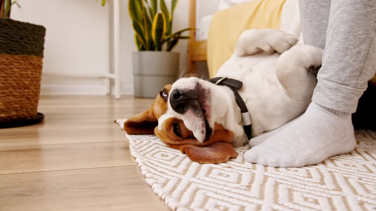 小猎犬的女主人躺在地上，抚摸着她的宠物。享受温馨的家的氛围。男人最好的朋友视频素材