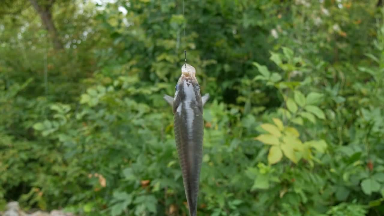 渔夫刚用鱼竿钓到的淡水鱼。鲫鱼或Carassius视频素材