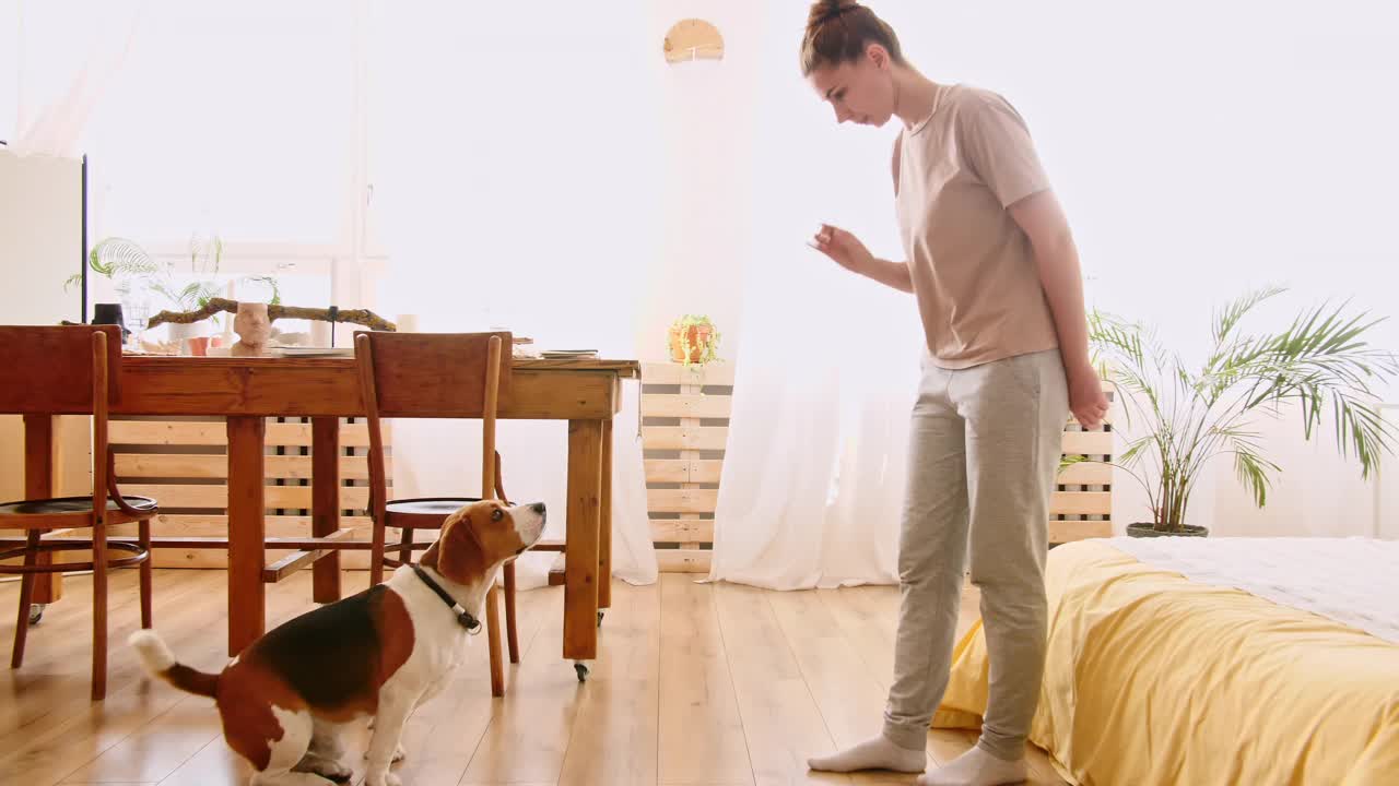 女人教动物命令。小猎犬服从命令，掉头。狗的训练。概念服从,友谊。男人最好的朋友视频素材