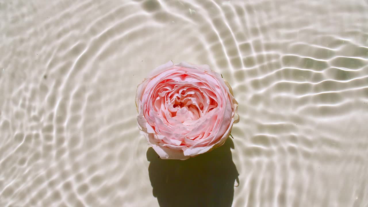 顶视图慢动作的粉色玫瑰鲜花在水面和海浪柔和的背景。水溅白色，米色。纯净水反射阳光和阴影。情人节视频素材