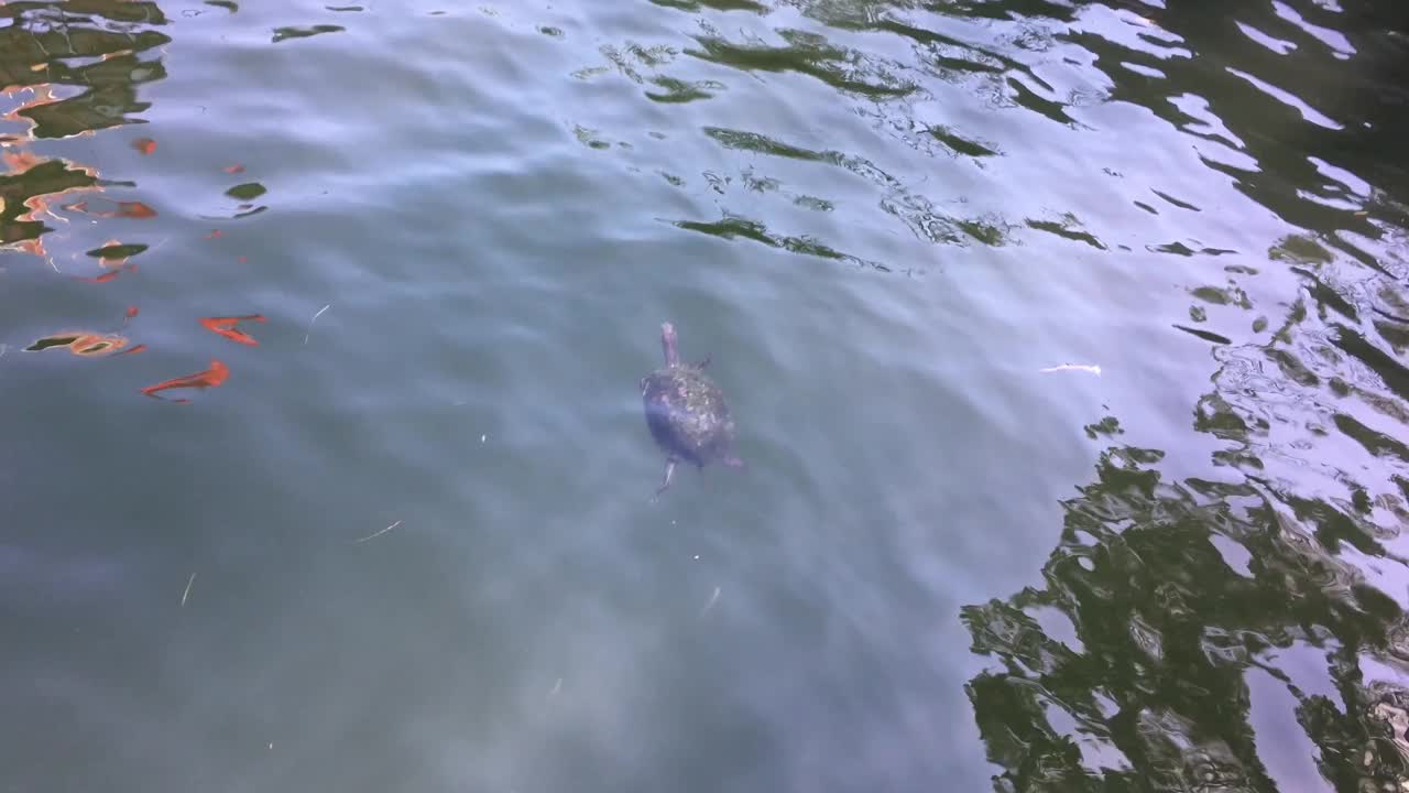 海龟湖视频下载