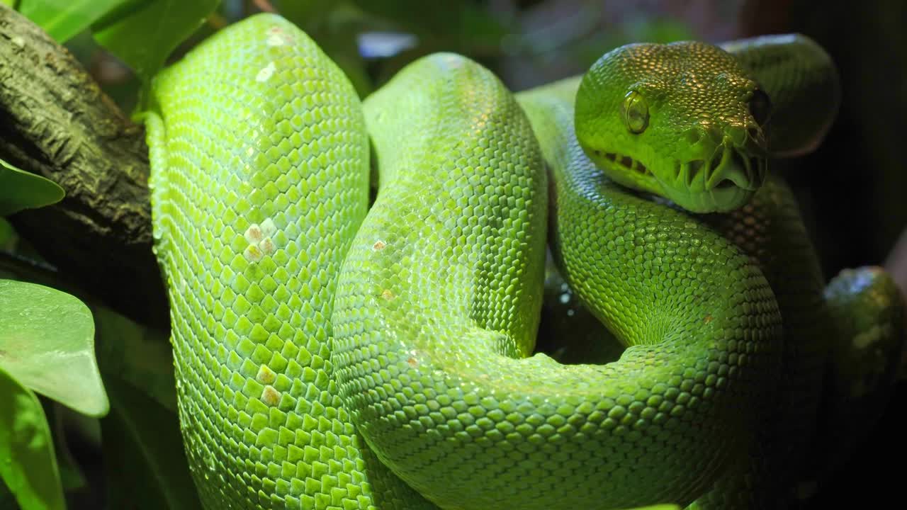 绿树蟒(Morelia viridis)特写。肖像艺术。视频素材