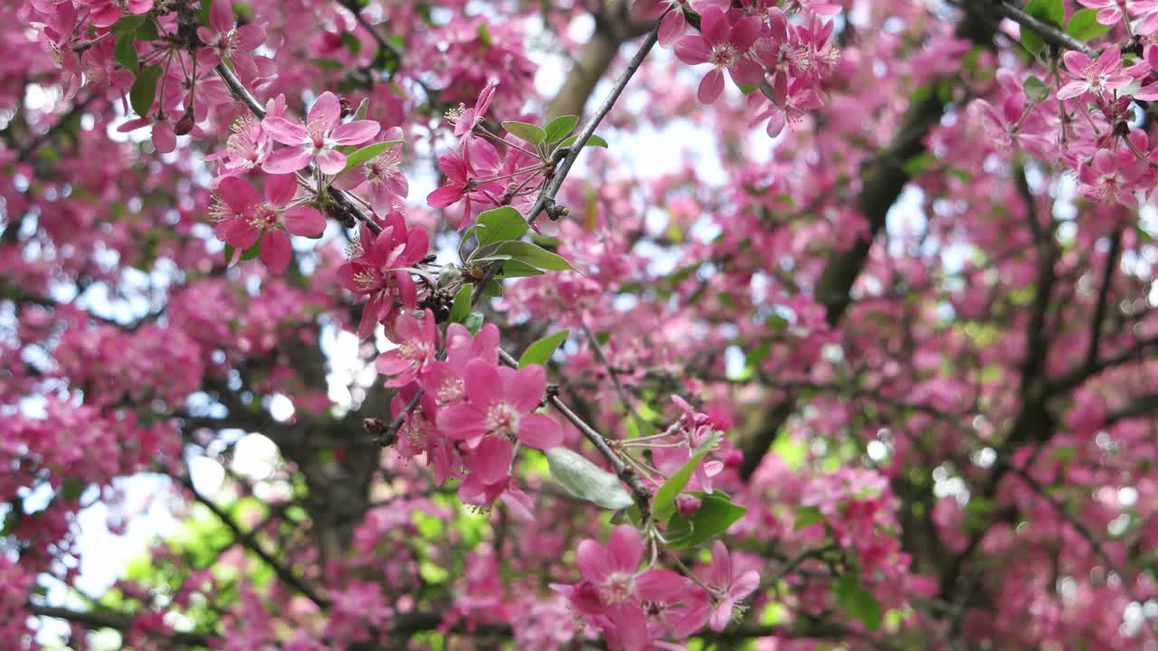 开花苹果树视频素材