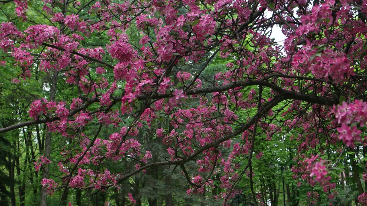 开花苹果树视频素材