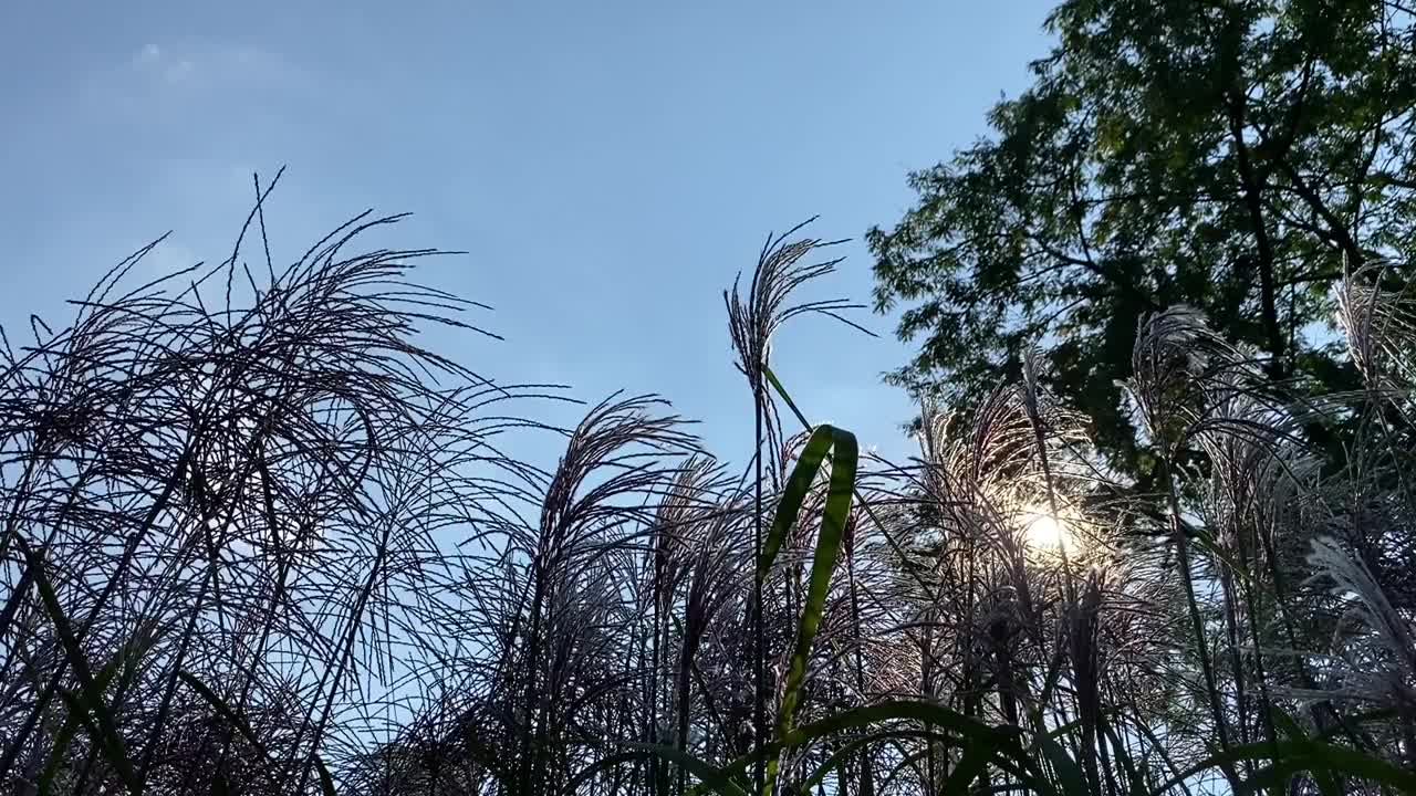 森林里松软的草迎着天空随风摇曳。中国的银草有很多名字，包括少女草、尤拉草、日本银草和芒草。视频素材