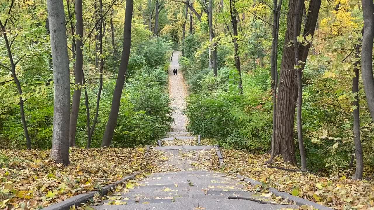 秋天公园的楼梯。落叶的季节。秋天公园里金黄的树叶在风中摇曳。秋天田园诗般的落叶自然风光。菩提树黄绿色的叶子。焦黄的叶子。视频素材