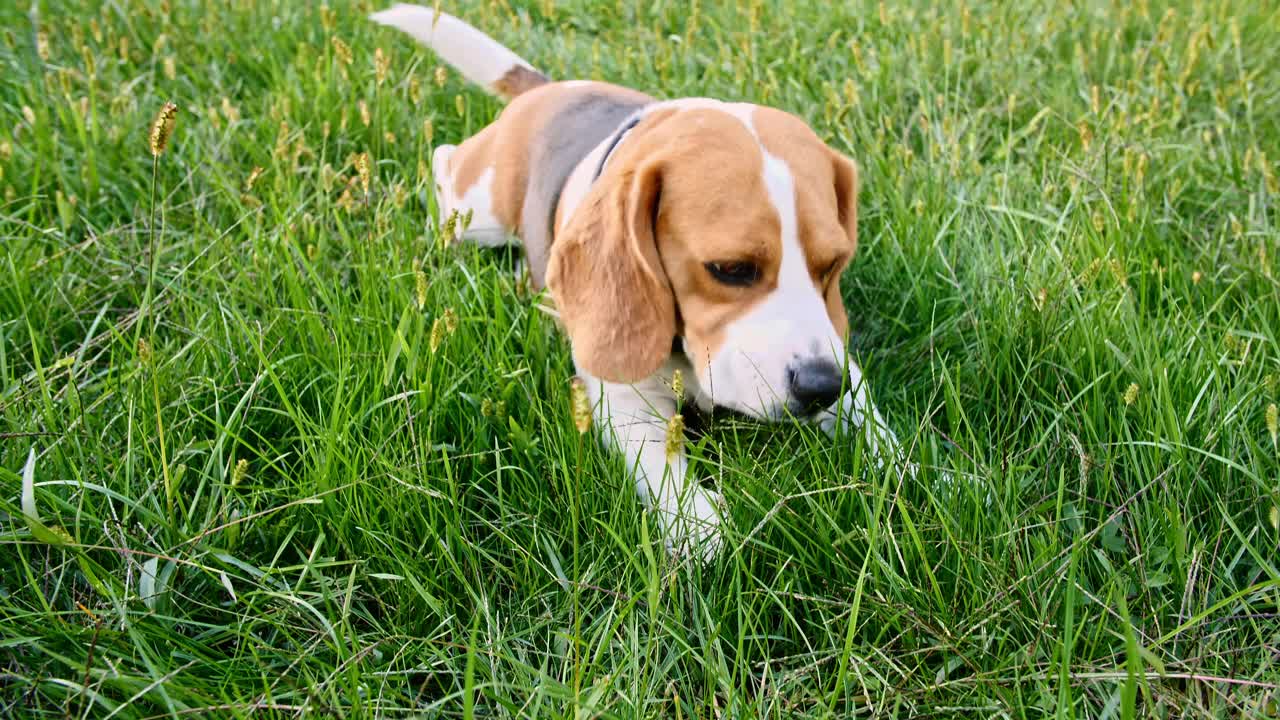 小猎犬躺在户外的草地上吃草。男人最好的朋友。小狗在休息视频素材