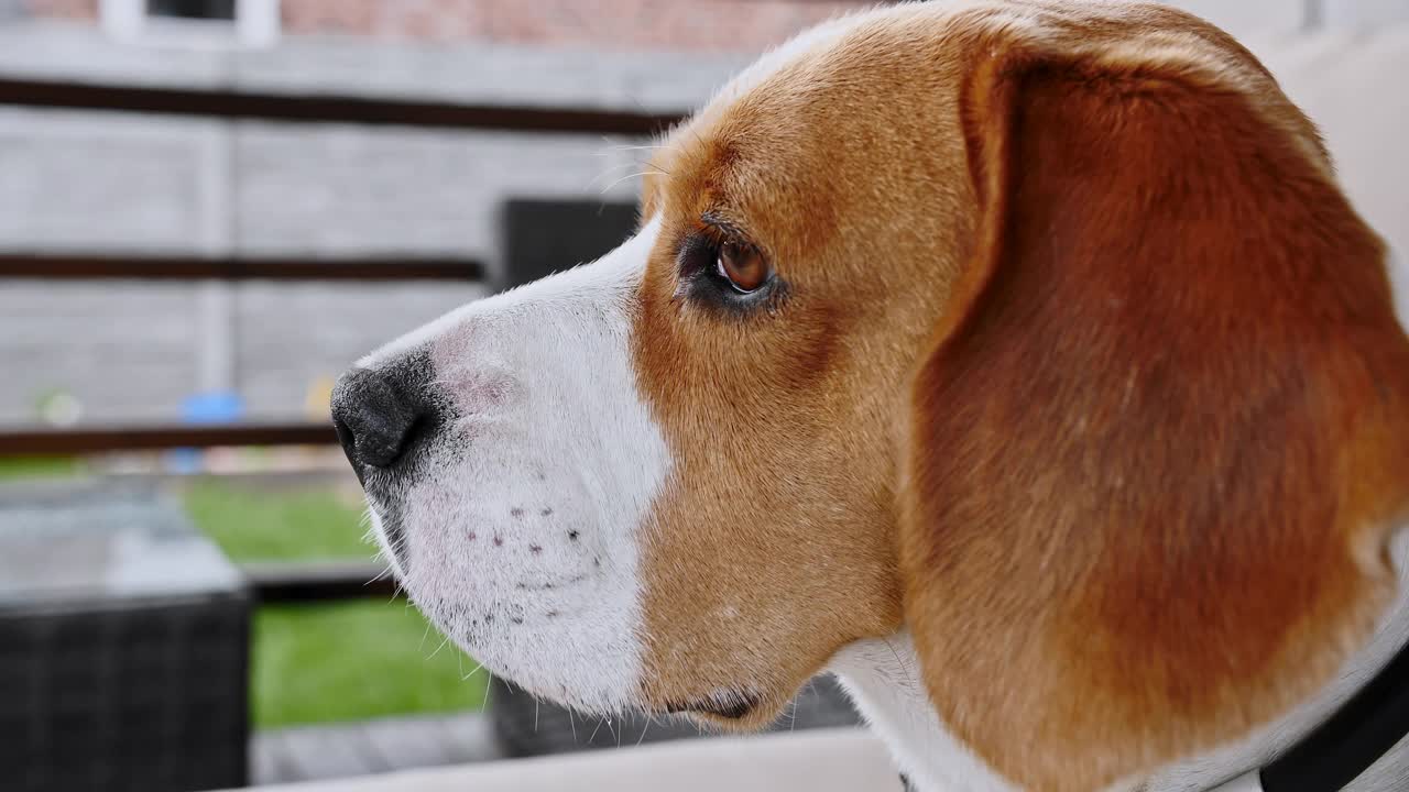 小猎犬躺在户外的沙发上。男人最好的朋友。小狗在休息视频素材