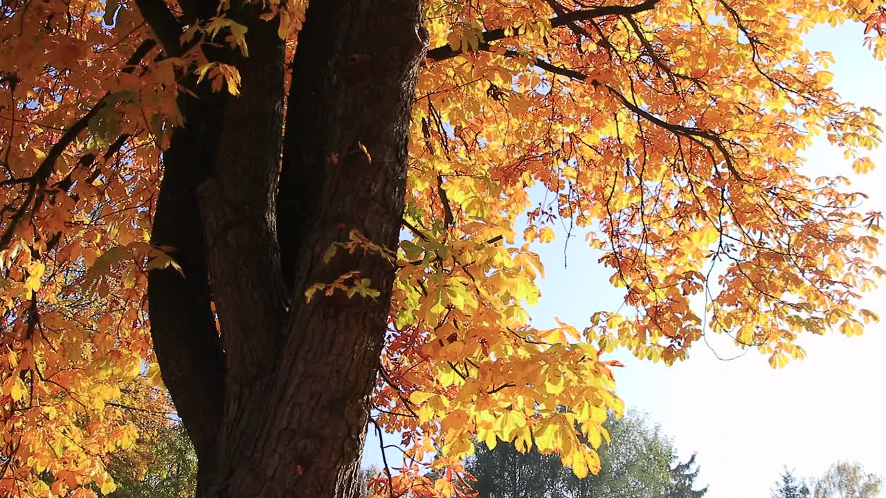 枫叶在树的秋天季节视频素材