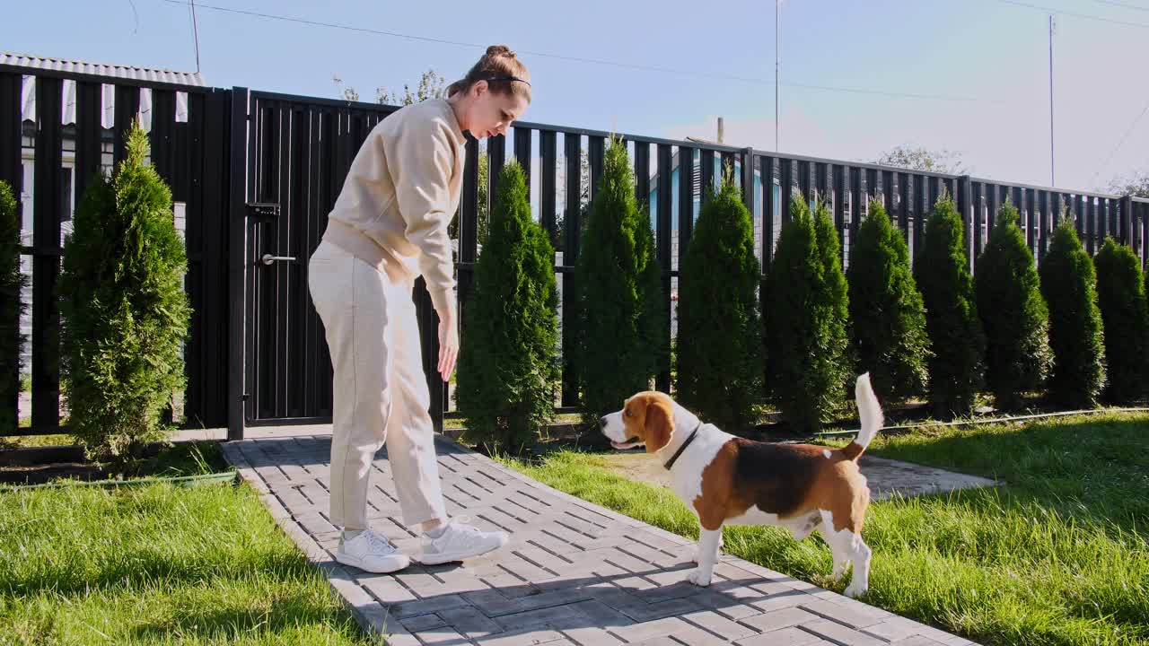 女人教动物命令。小猎犬用后腿站立，给主人五只。狗的训练。概念服从,友谊。男人最好的朋友视频素材