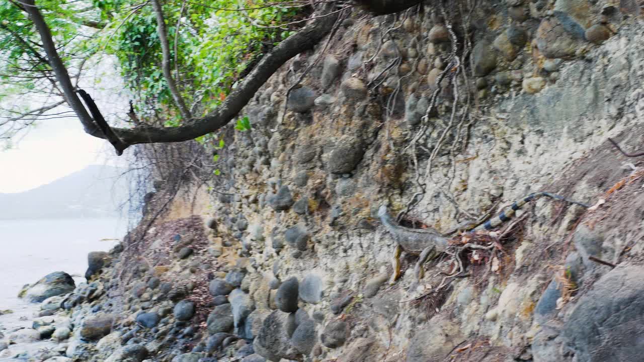 在海边的小山上爬行的鬣蜥，海边的野生鬣蜥动物视频素材