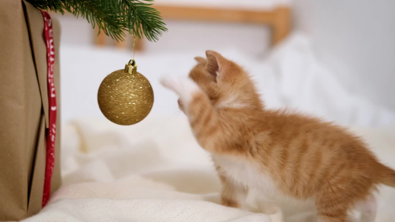 圣诞小的猫。好奇的条纹橙姜猫玩圣诞球。小猫试图弄坏圣诞树，把它弄掉了。有趣的情况视频素材