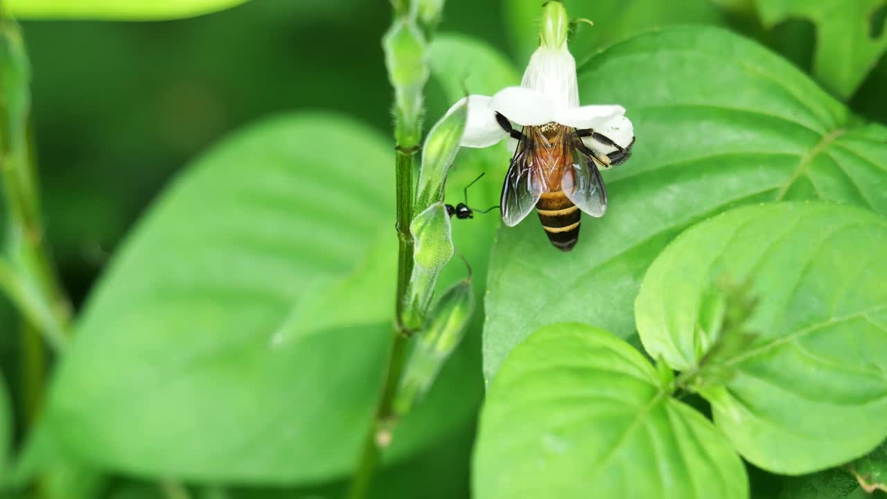 巨大的蜜蜂在白色的紫罗兰花上寻找花蜜，在自然的绿色背景下视频素材