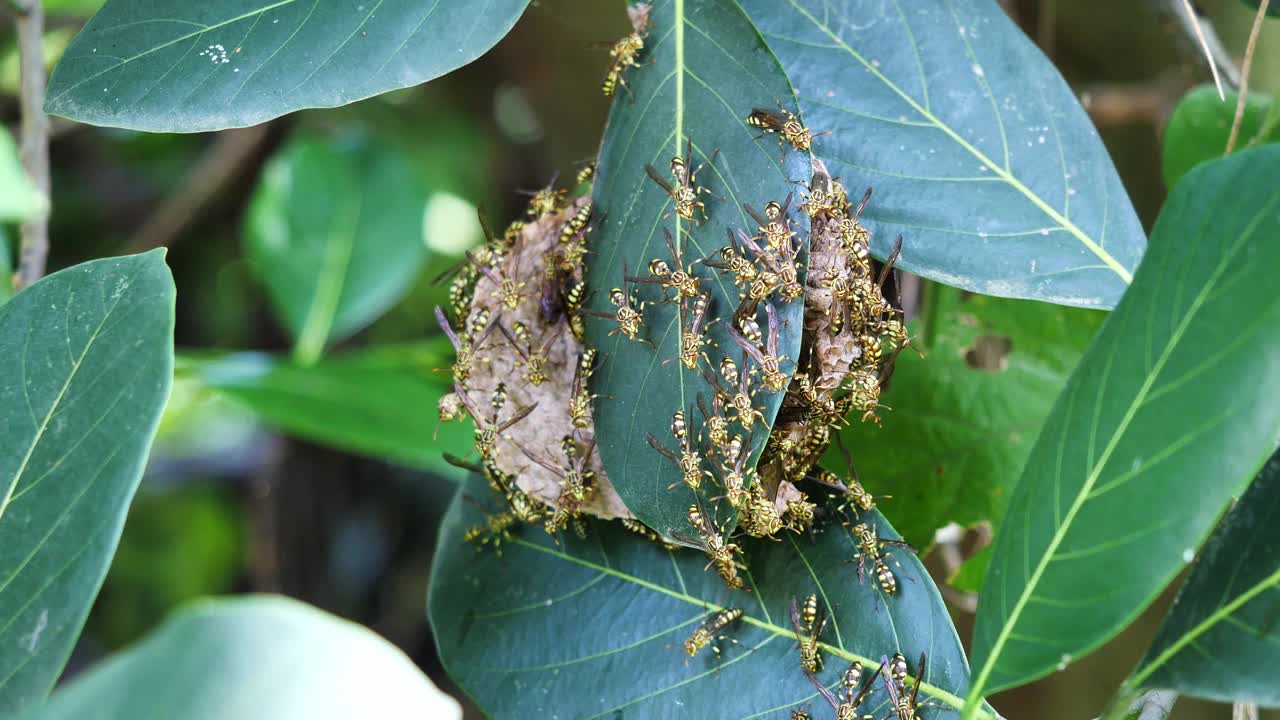 东方黄衫纸黄蜂在绿叶植物树上筑巢视频素材