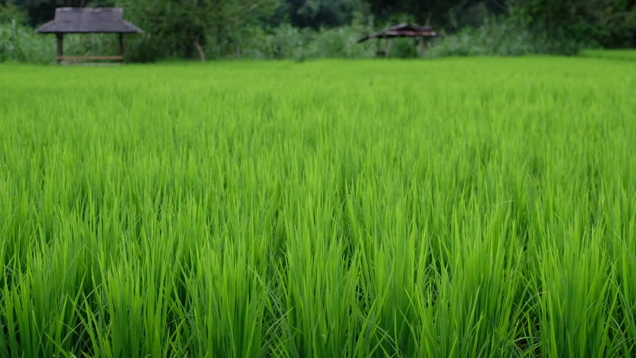 绿色稻田的特写视频素材