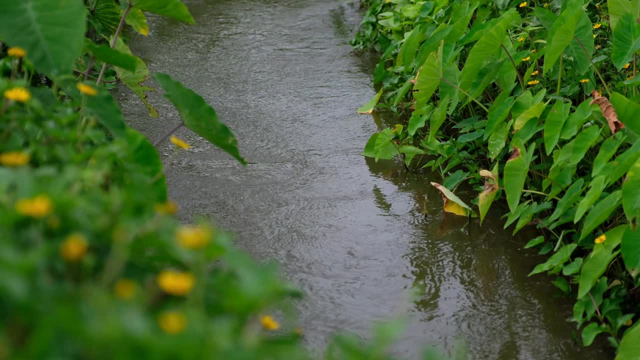 一条小运河和一株植物视频素材