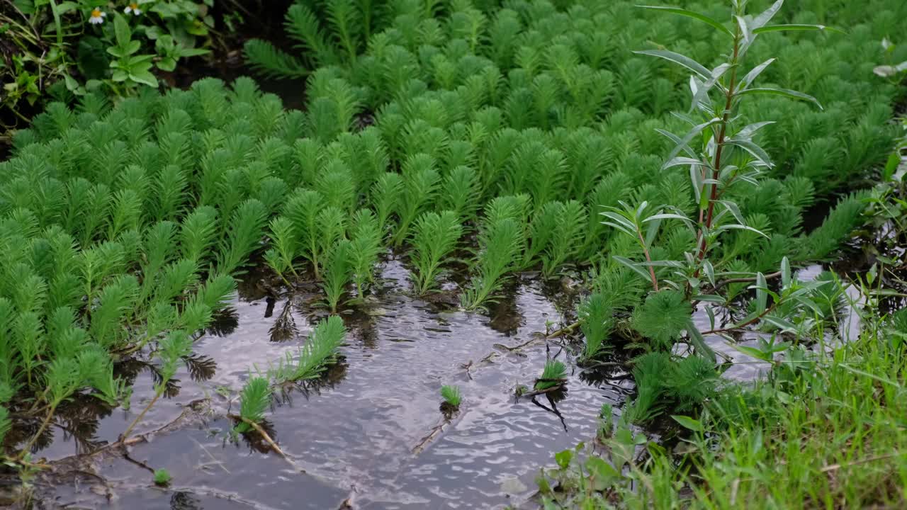 一条小运河和植物视频素材