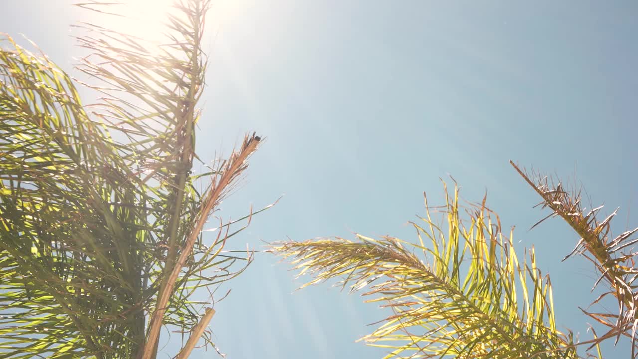 绿色植物在风中。视频素材