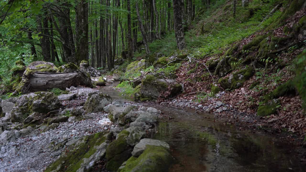 夏日，山河在美丽的自然之地的森林里流淌。视频下载