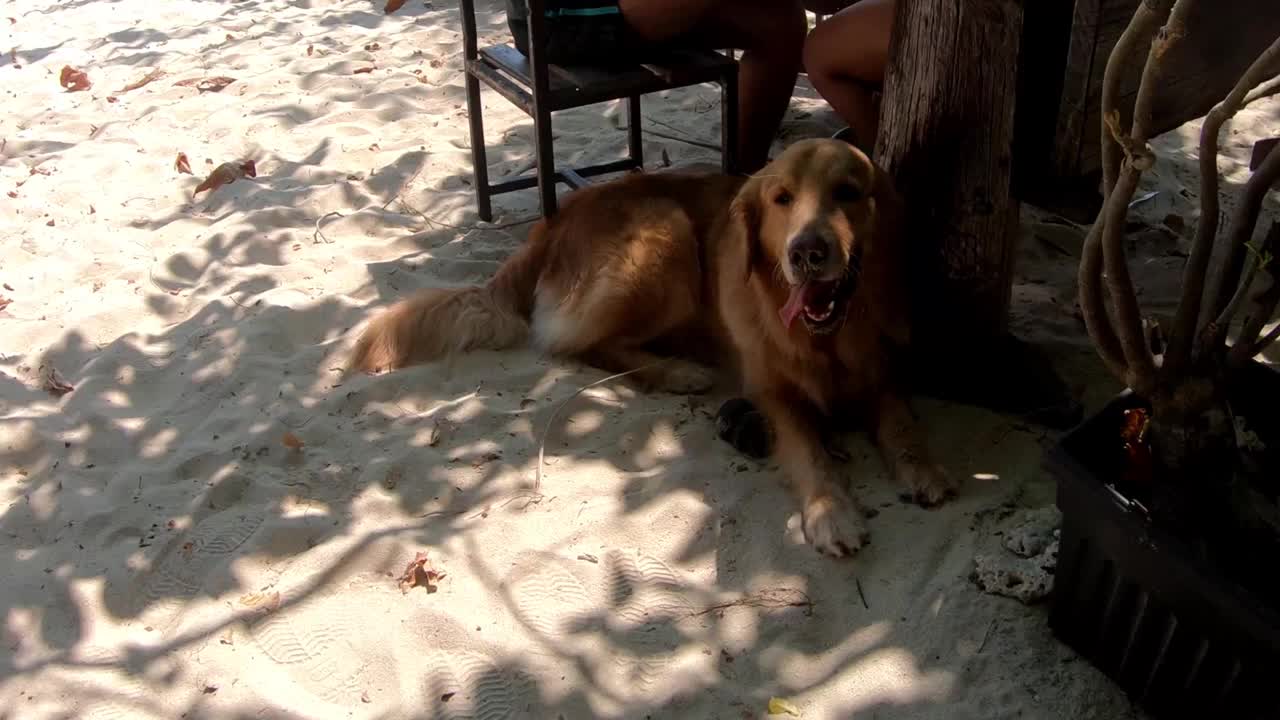 金毛猎犬视频素材