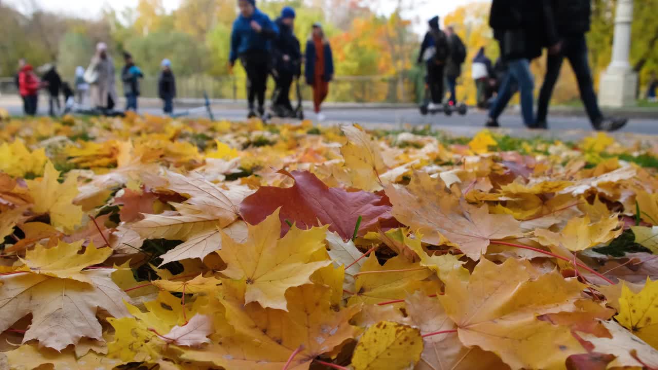 一只手从地上拾起掉落的红黄相间的枫叶。金色的秋天。在城市公园散步。视频下载