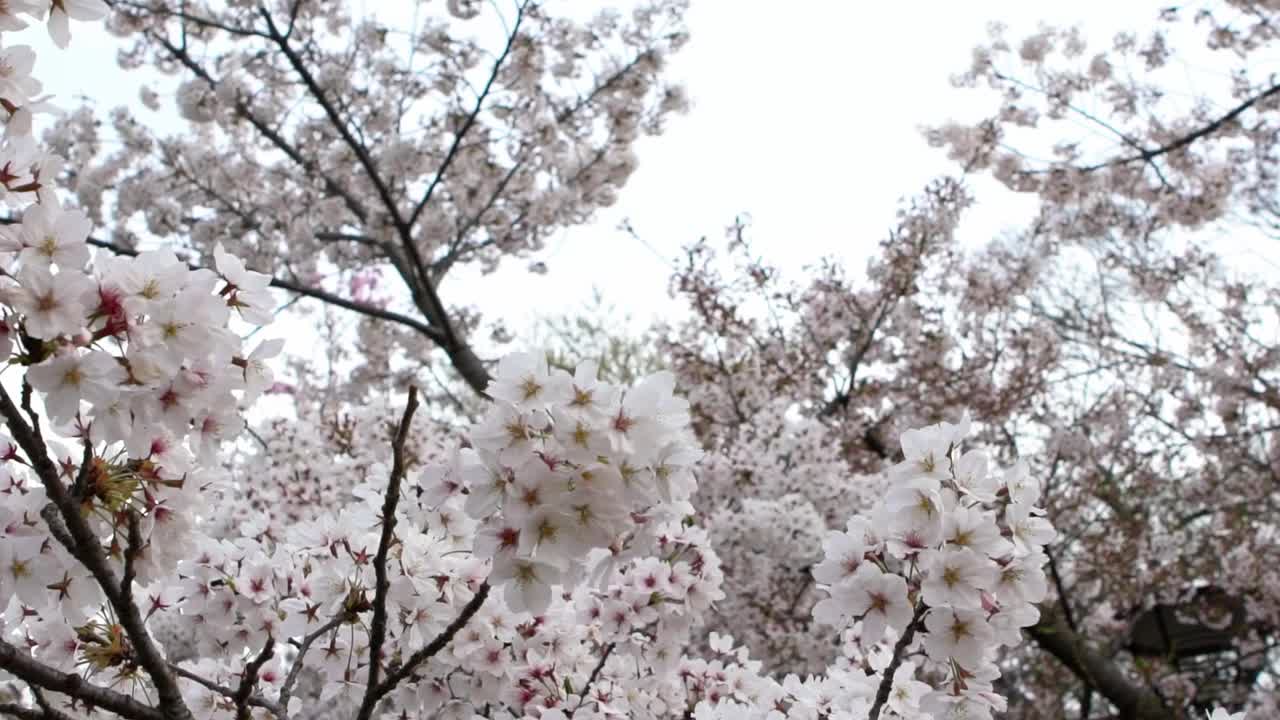 美丽的粉红色樱桃树盛开着华丽的自然景色。日本樱花视频素材