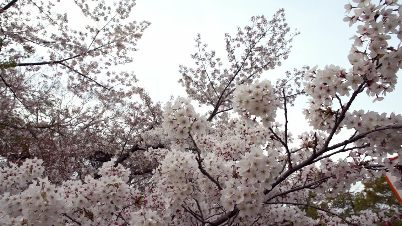 美丽的粉红色樱桃树盛开着华丽的自然景色。日本樱花视频素材