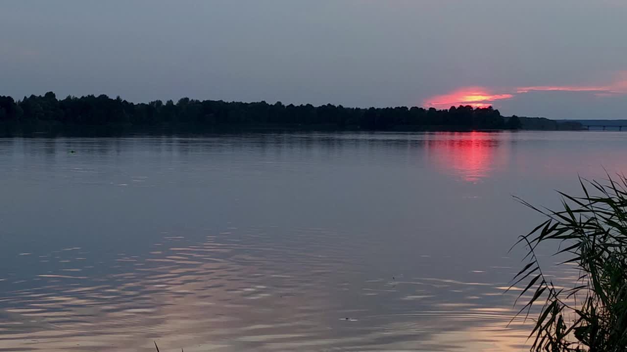 森林中落日的红色斑点。湖面上的小波纹。鱼浮出水面。自然景观的寂静。冥想的抽象视频下载