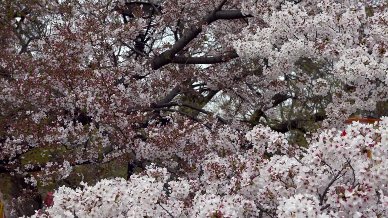 美丽的粉红色樱桃树盛开着华丽的自然景色。日本樱花视频素材