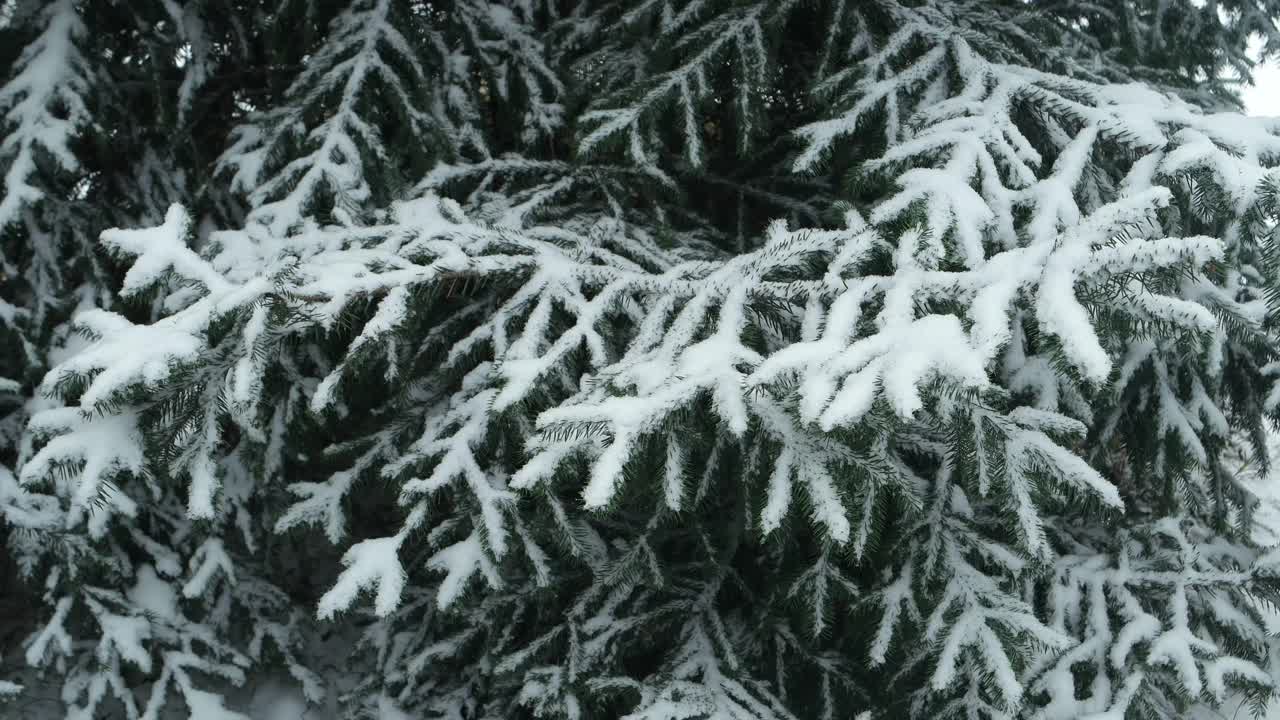 冬天森林里被雪覆盖的冷杉树枝视频素材