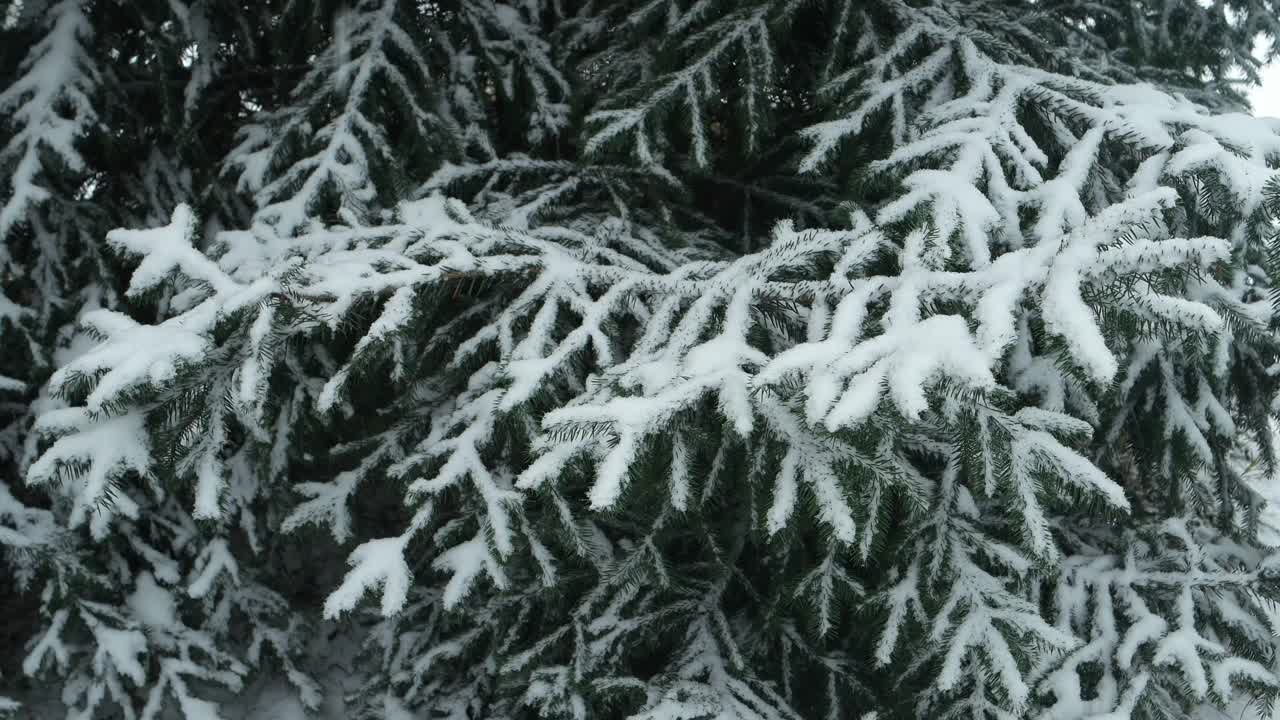 冬天森林里被雪覆盖的冷杉树枝视频素材