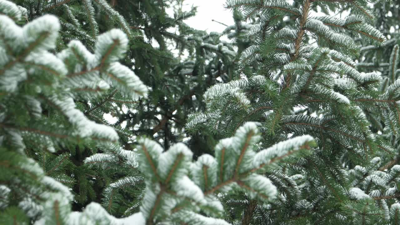 冬天森林里被雪覆盖的冷杉树枝视频素材