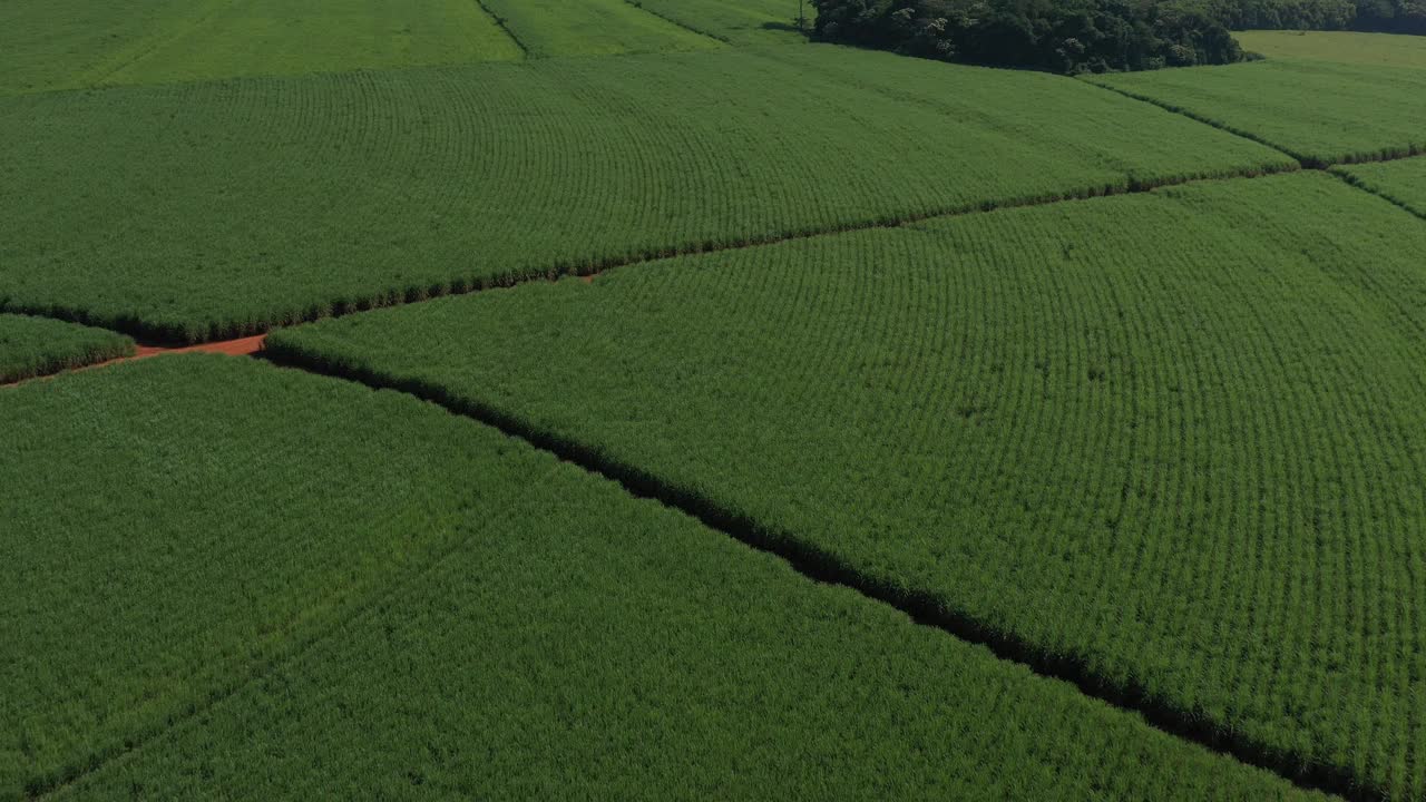 巴西圣保罗州郁郁葱葱的甘蔗种植园上空的无人机视频素材