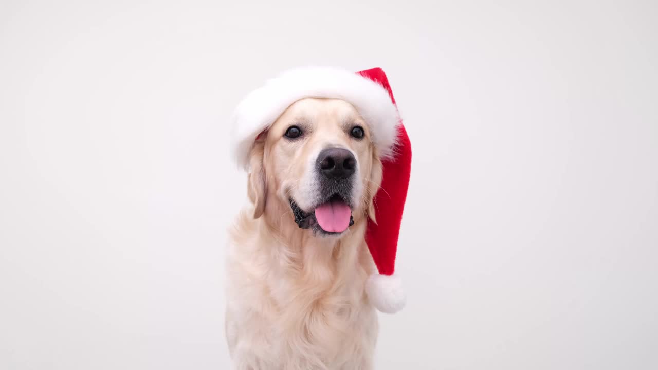 戴着圣诞老人帽子的金毛猎犬坐在白色的背景上。圣诞卡与狗与地方的文本视频素材