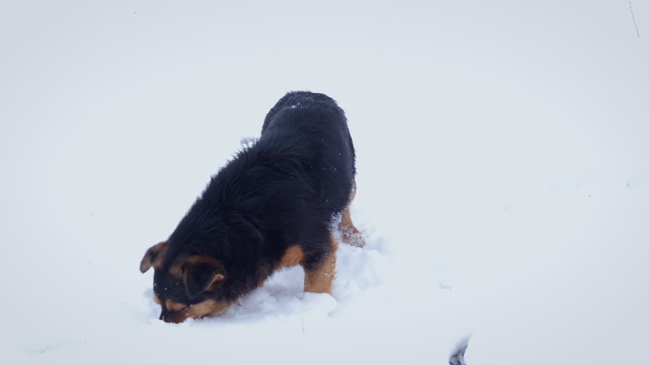 雪地里的黑狗。视频素材