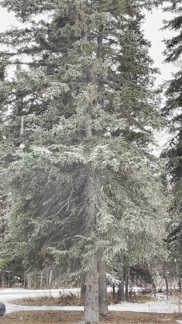 慢动作降雪视频下载