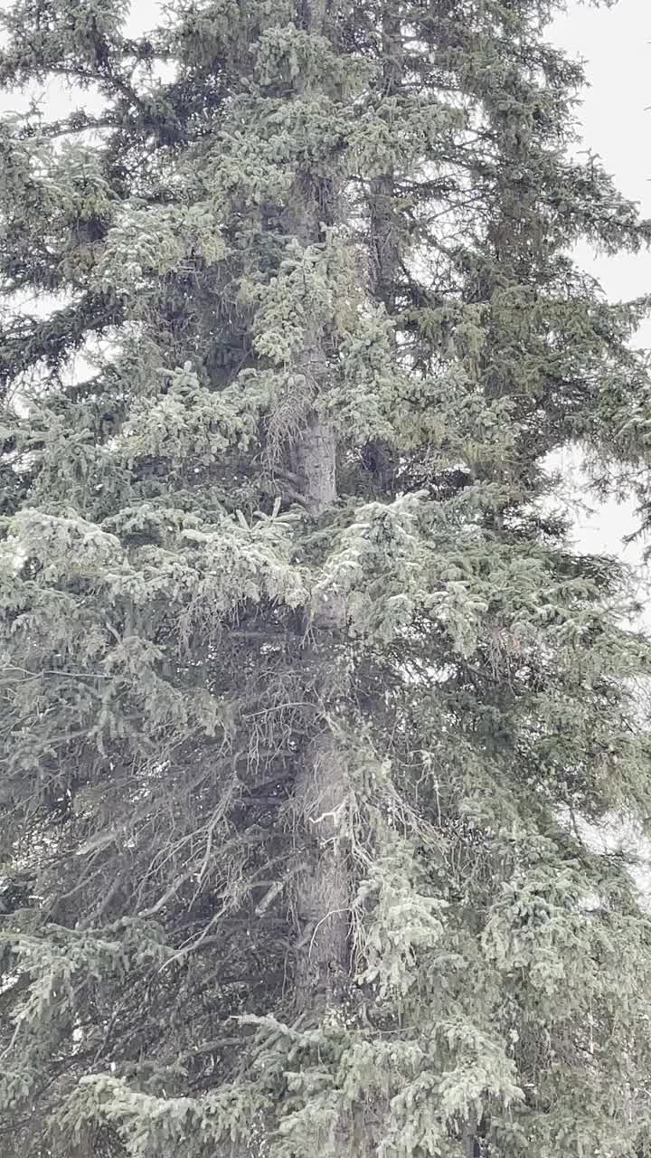 阿拉斯加在十月初下雪视频下载