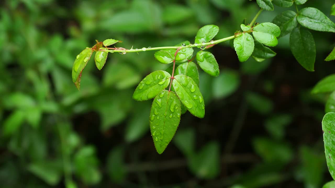 小植物叶子上被风吹动的雨水小滴。视频素材