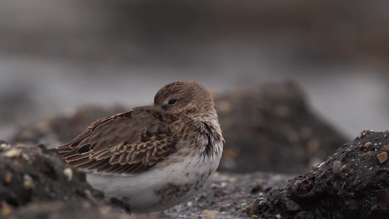 Dunlin正沿着海岸休息/ Bonte strandloper rust uit langs de kust视频素材