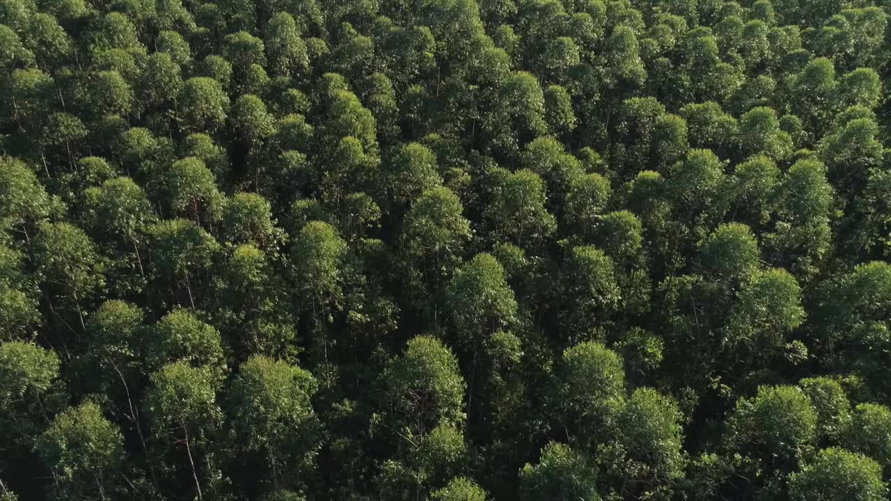 巴西的桉树种植园。纤维素纸农业。视频素材