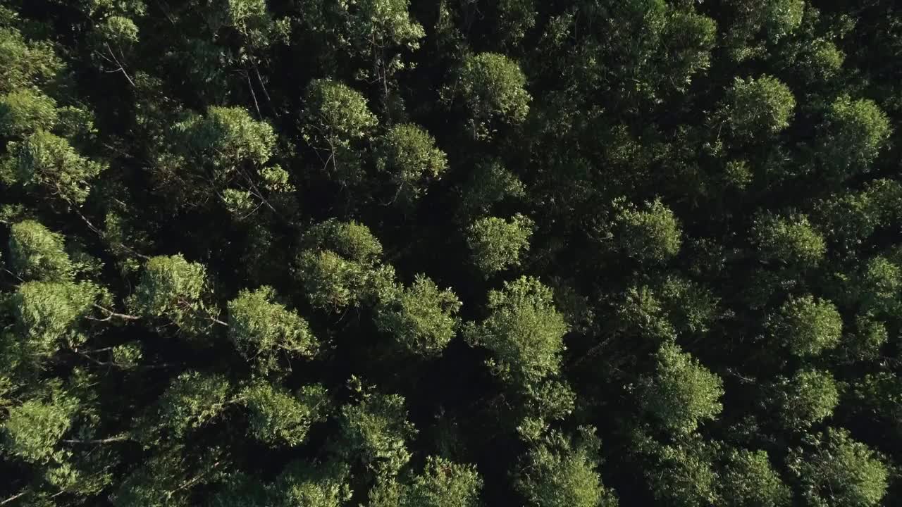 巴西的桉树种植园。纤维素纸农业。视频素材