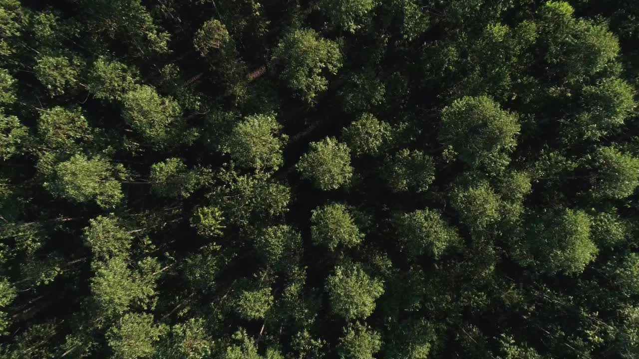 巴西的桉树种植园。纤维素纸农业。视频素材