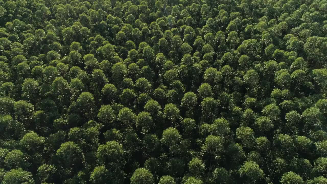 巴西的桉树种植园。纤维素纸农业。视频素材