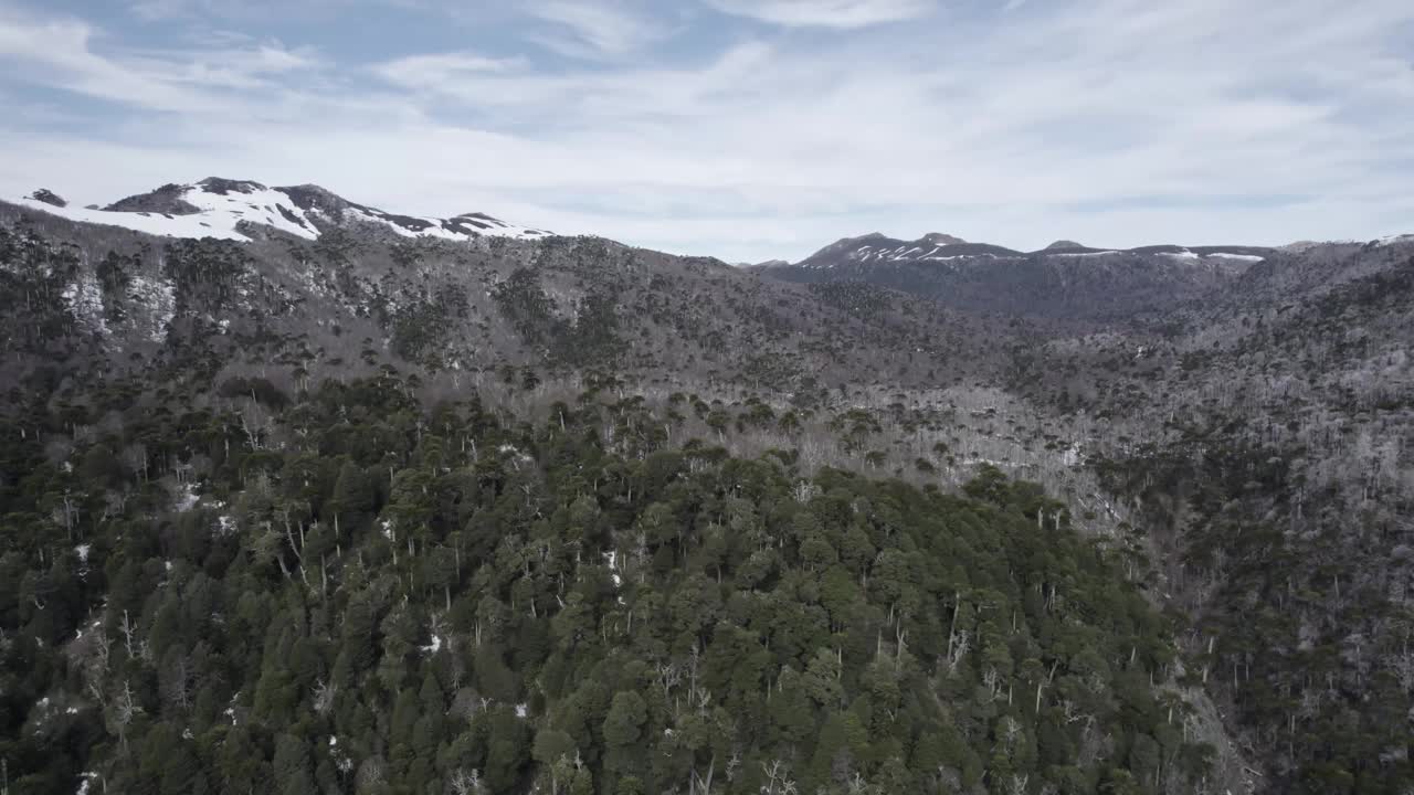 雪山山坡上的森林视频素材