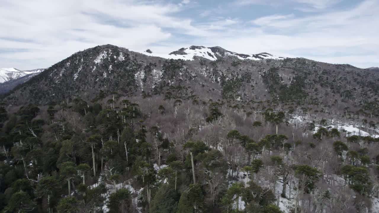 雪山山坡上的阿劳卡里亚森林视频素材