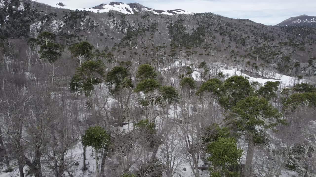 雪山山坡上的阿劳卡里亚森林视频素材