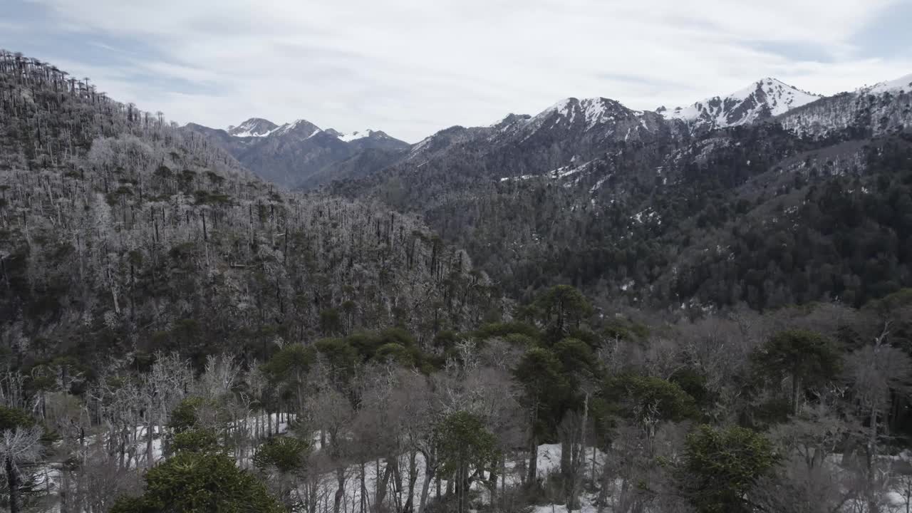 雪山山坡上的阿劳卡里亚森林视频素材