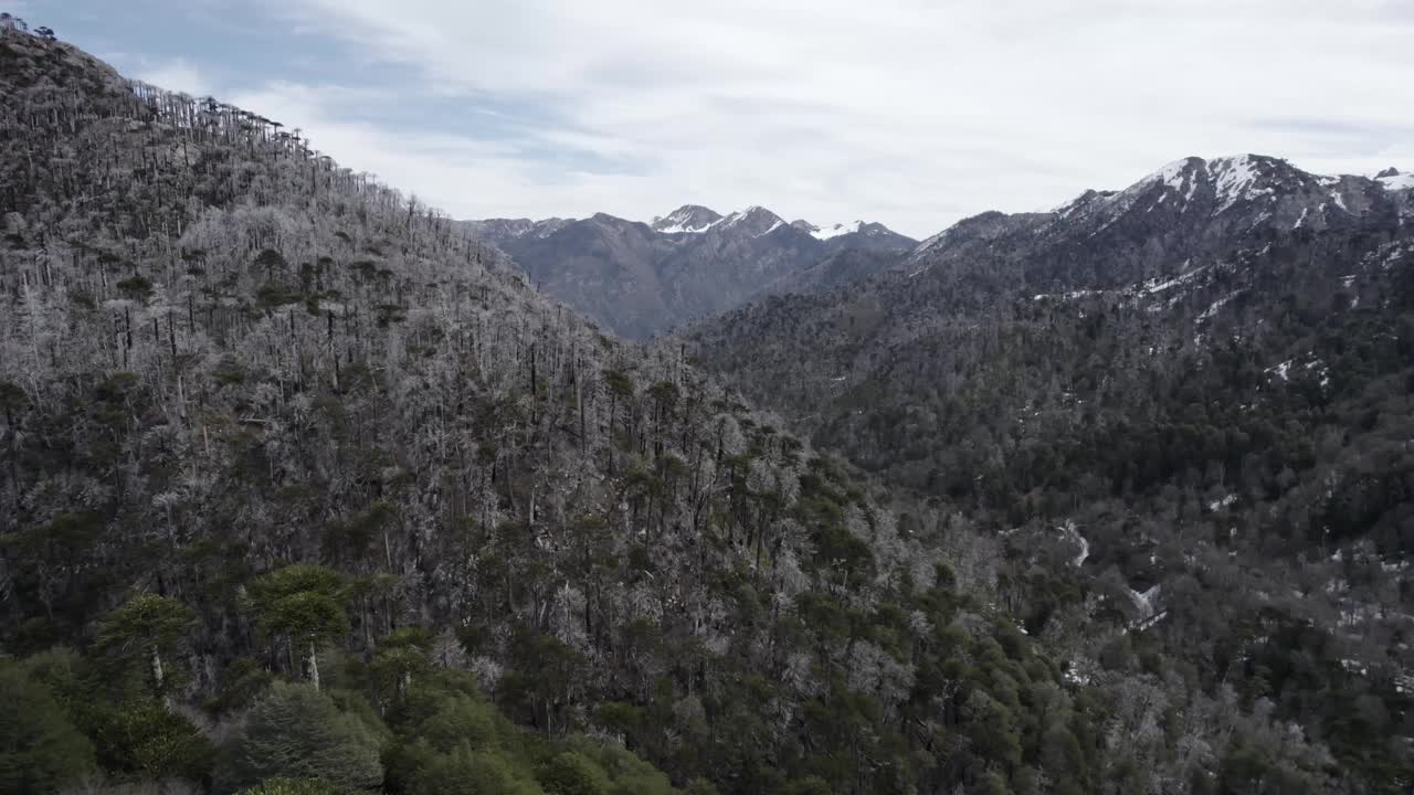 雪山山坡上的阿劳卡里亚森林视频素材